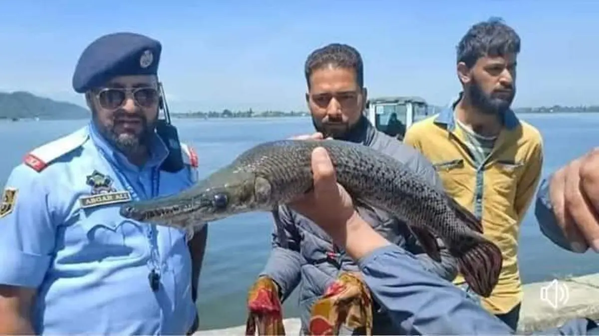 Discovery of alligator gar fish in Dal Lake raises concerns over